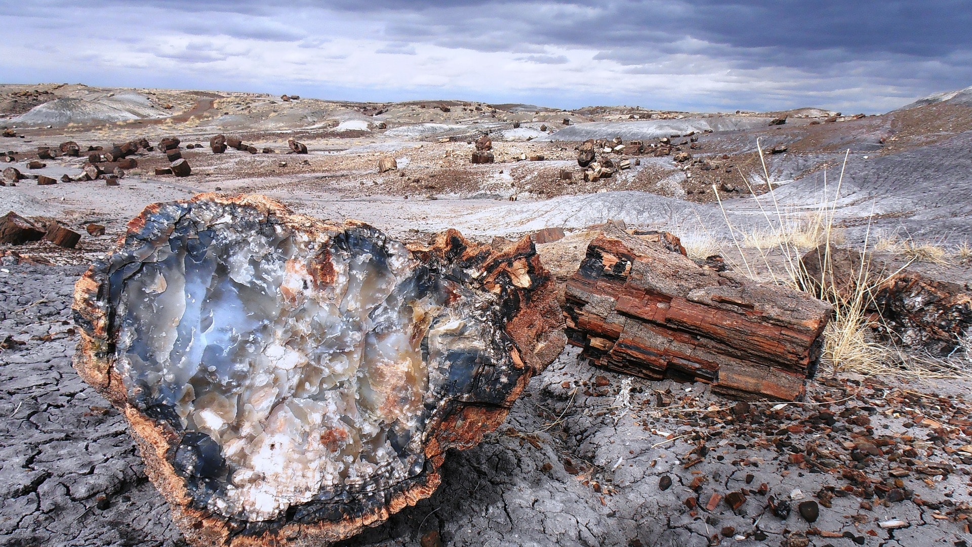 petrified forest national park 