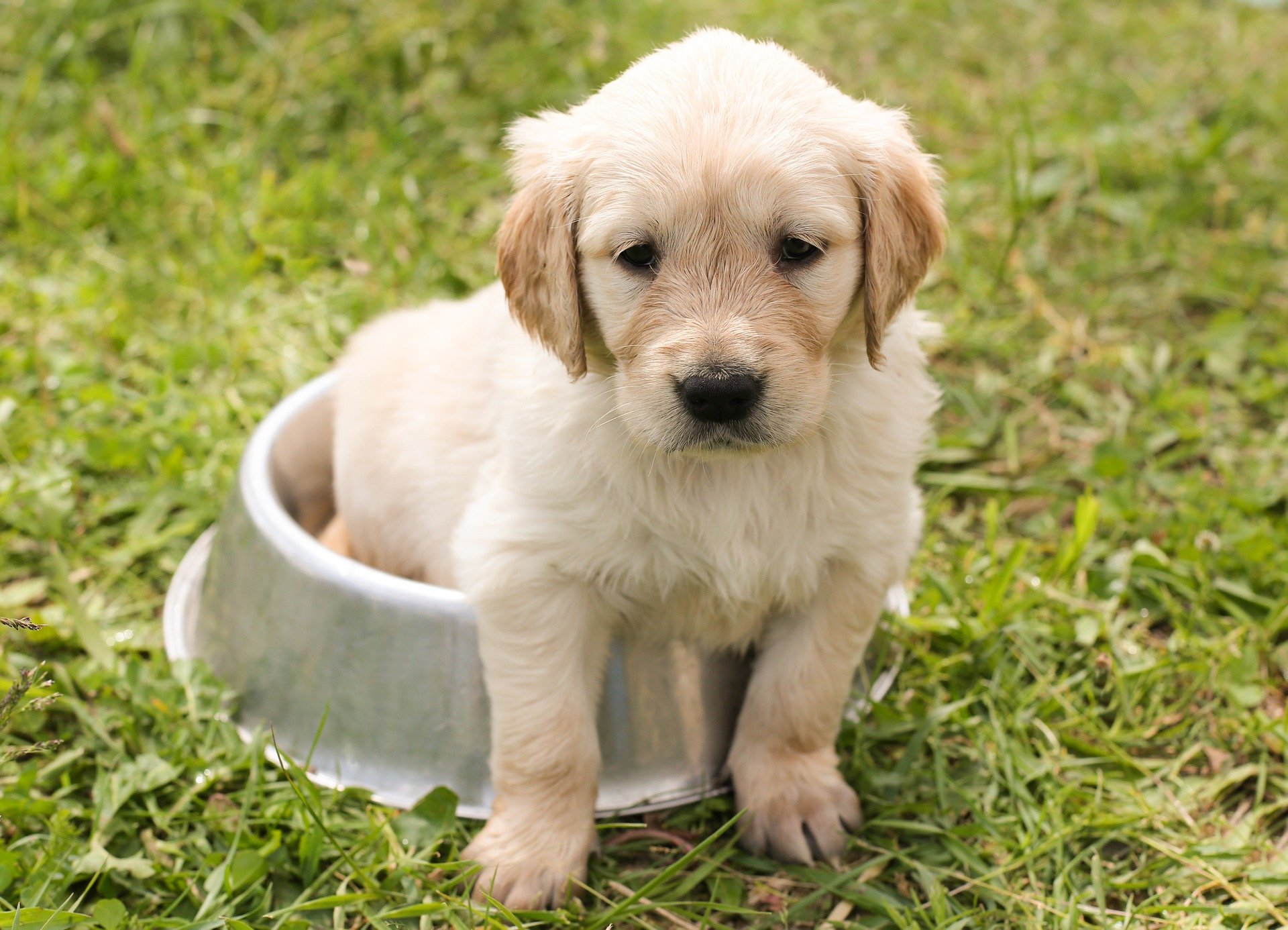 dog bowl puppy 