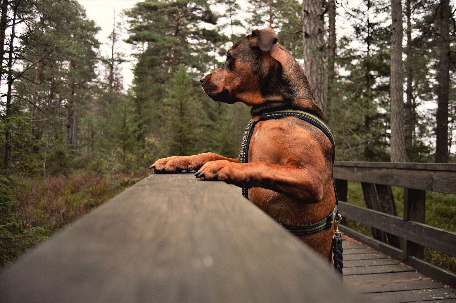 dog outdoors park 