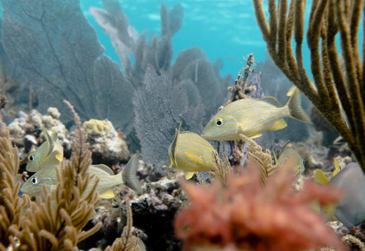 ohn Pennekamp Coral Reef State Park