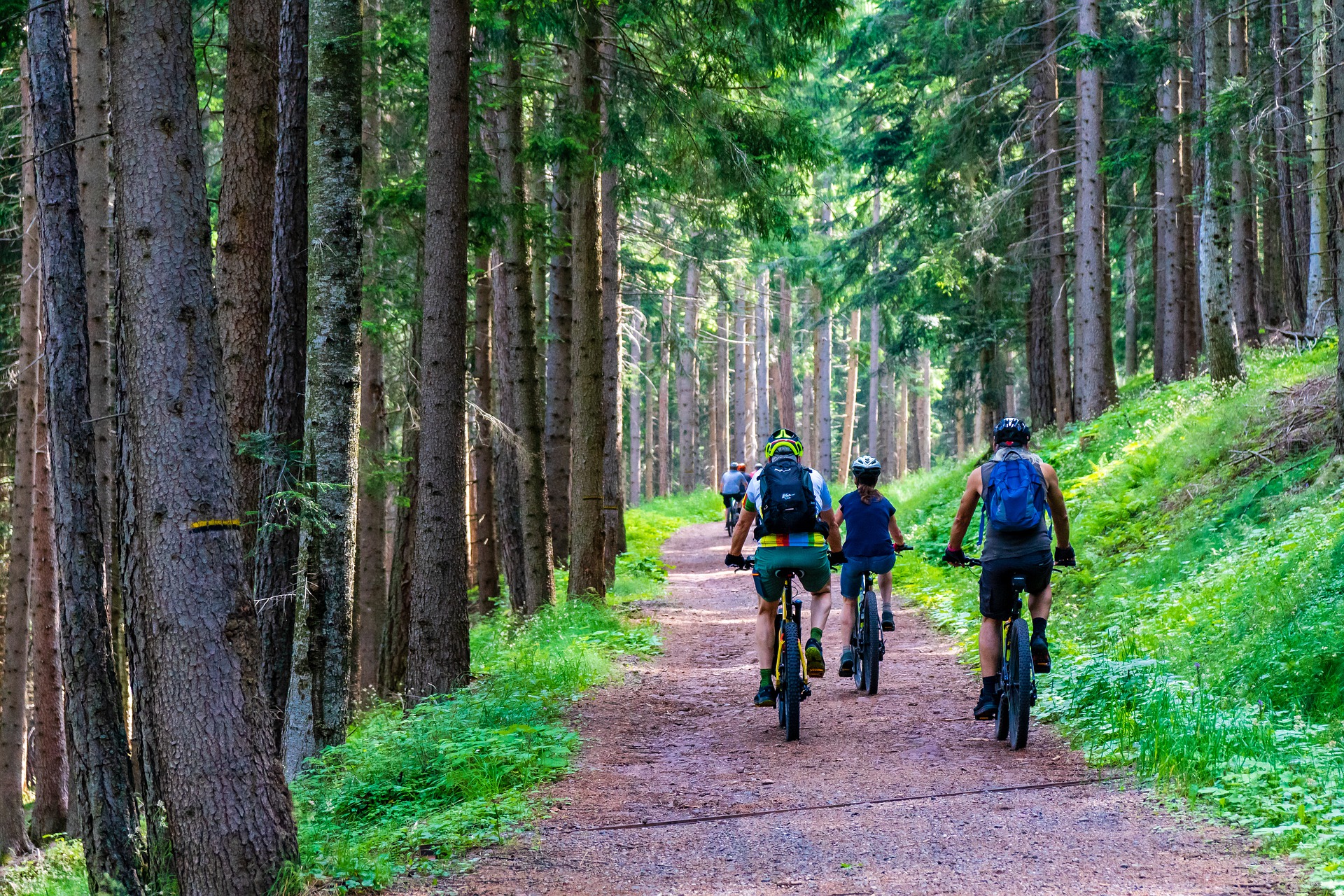 forest mountain biking trail 