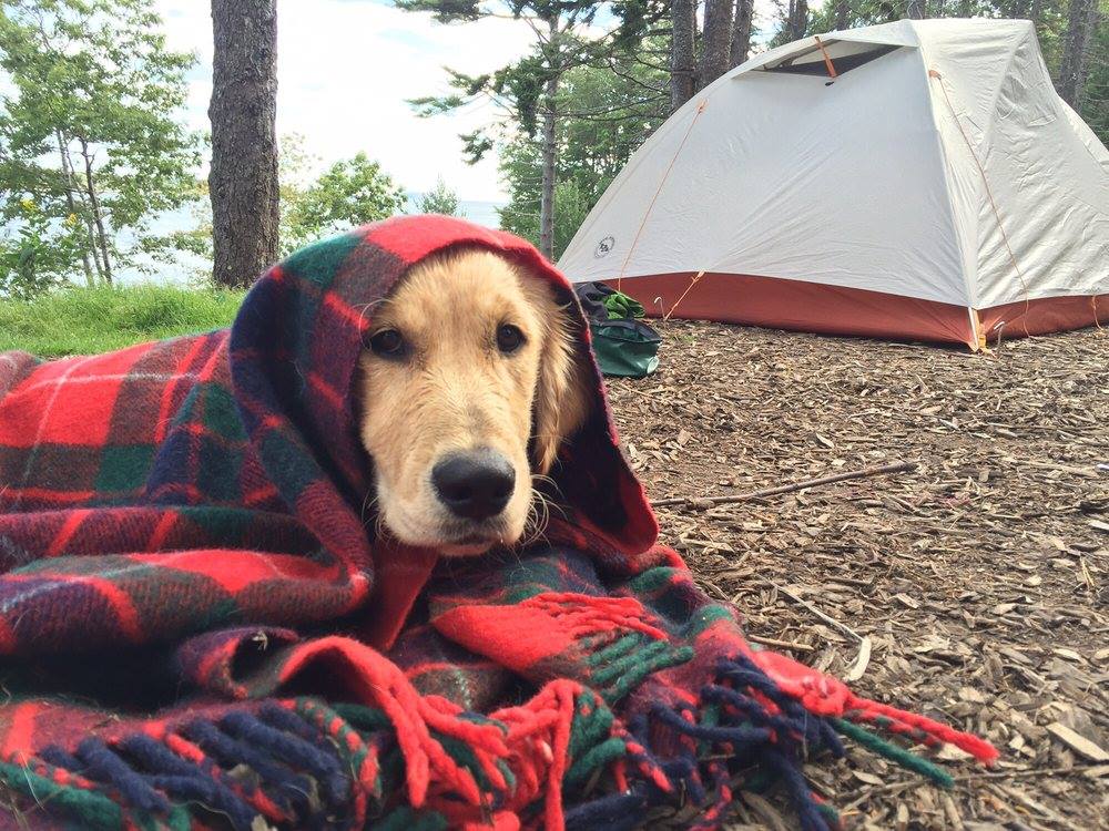 Sagadahoc Bay Campground dog