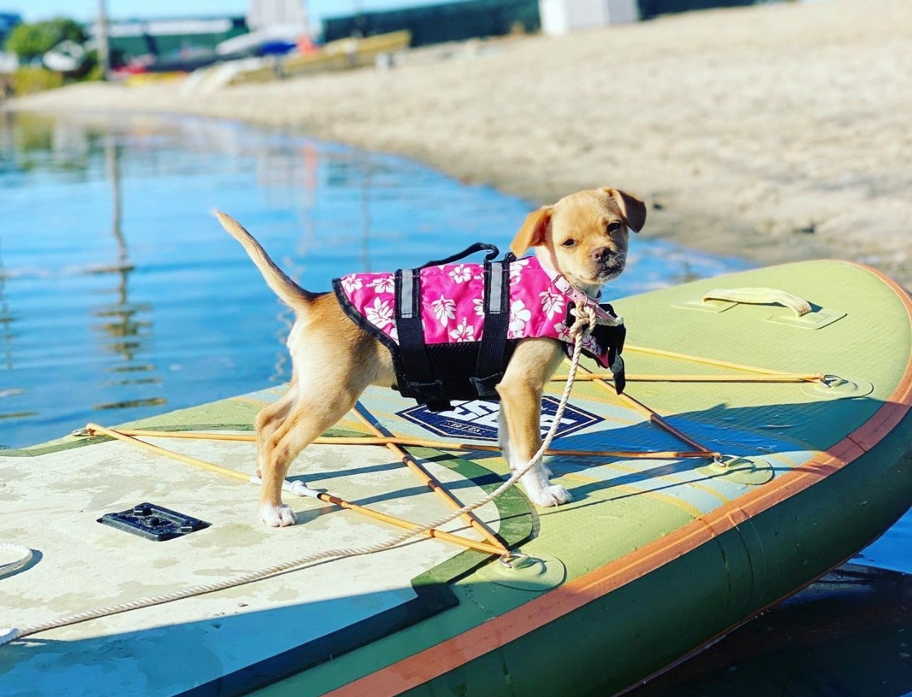 Campland on the Bay dog paddle boarding california campground