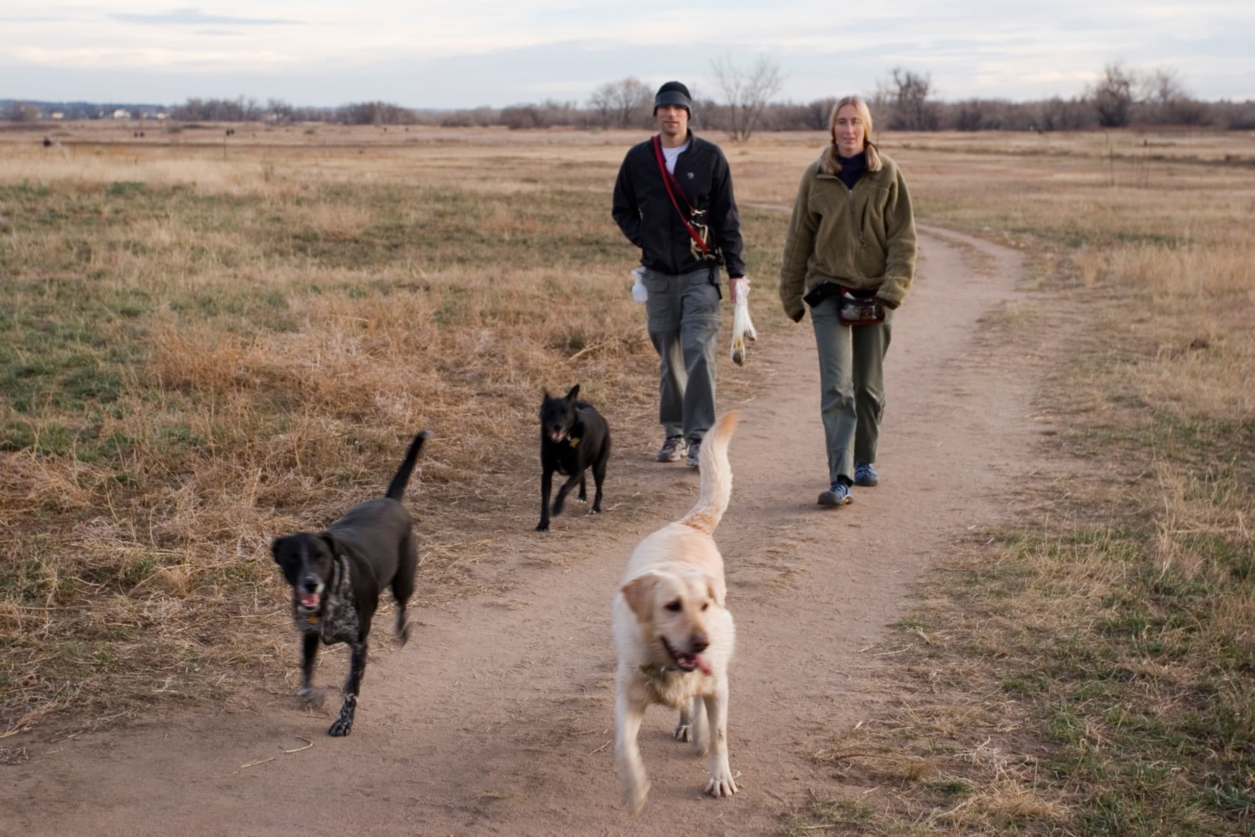 dogs at cherry creek state park