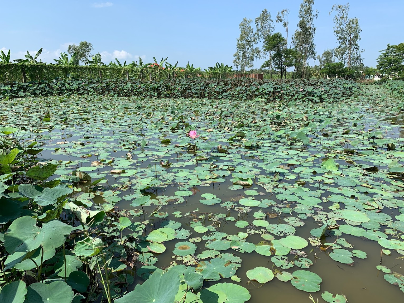 lilly pads wetlands yellowstone