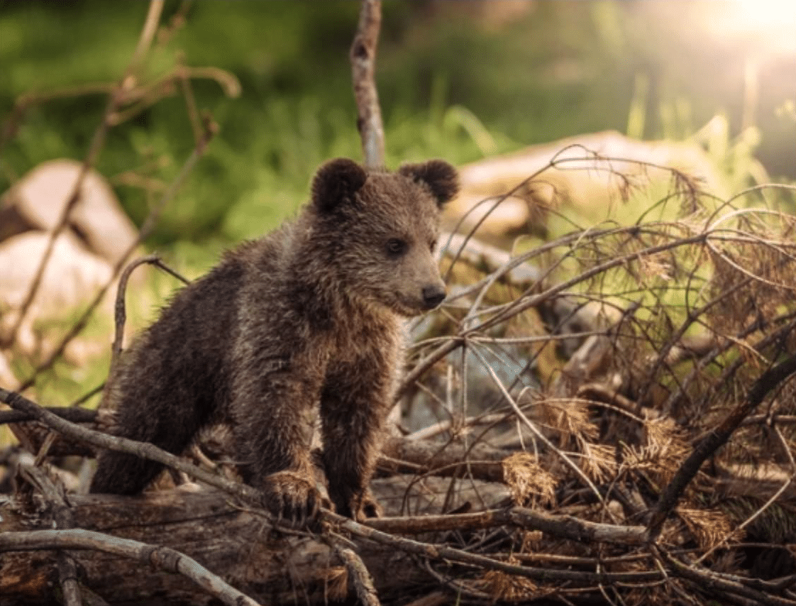 baby bear wildlife woods