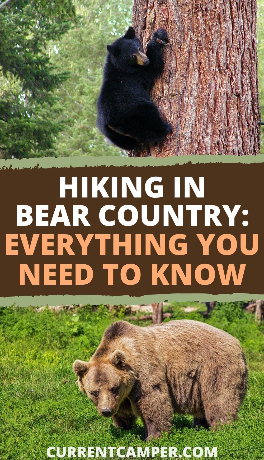 hiking in bear country: everything you need to know