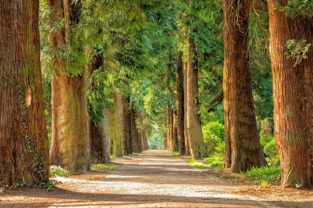 state park trees path road